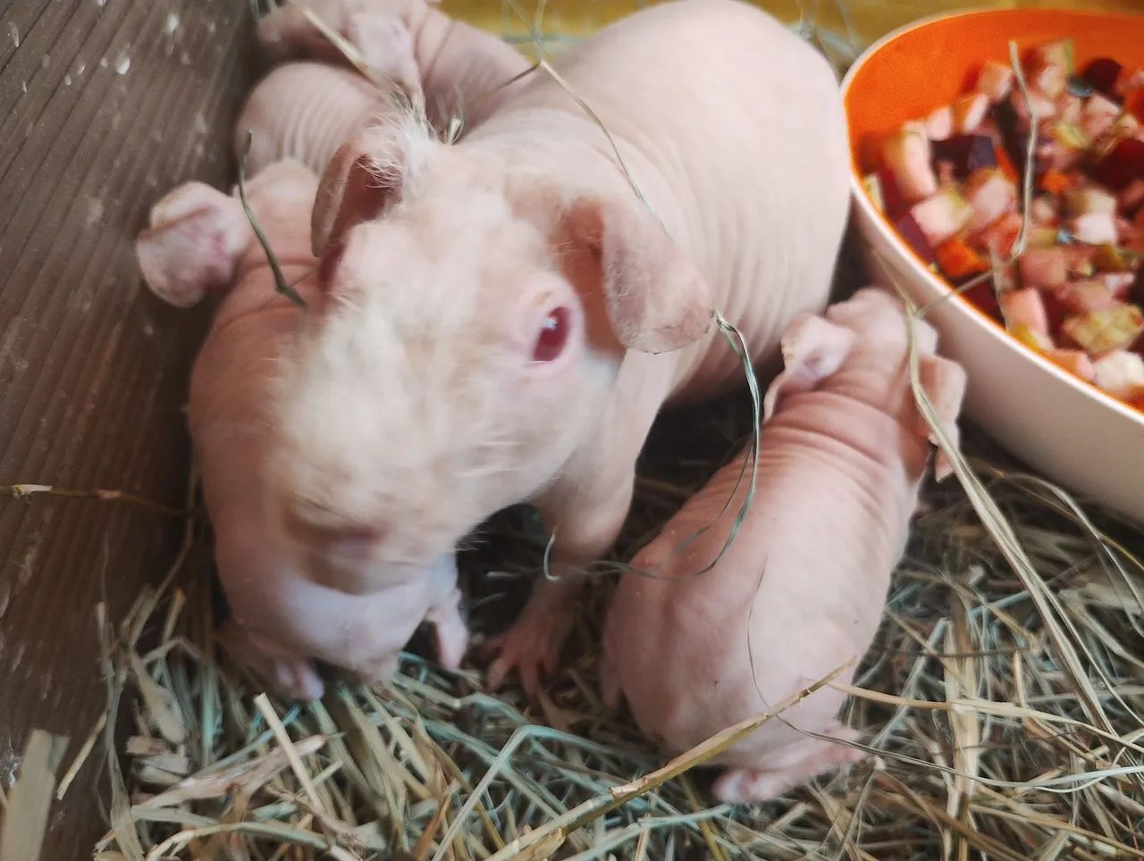 Skinnys Machos Reserva