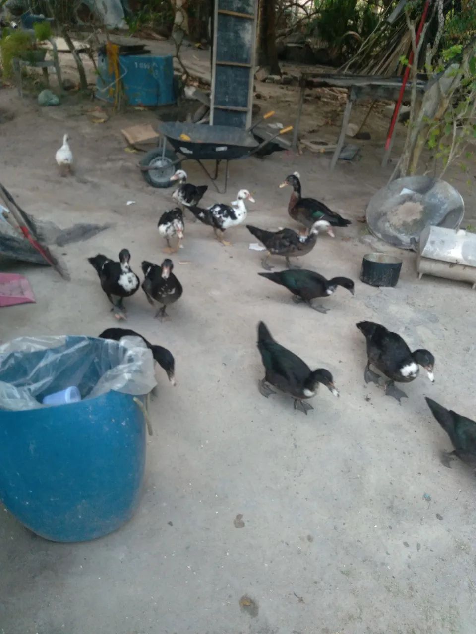 Patos para consumo e criação  - Foto 4