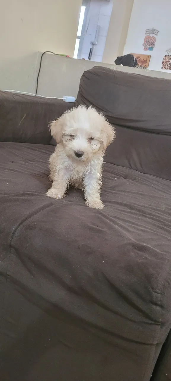 Filhote de Poodle toy