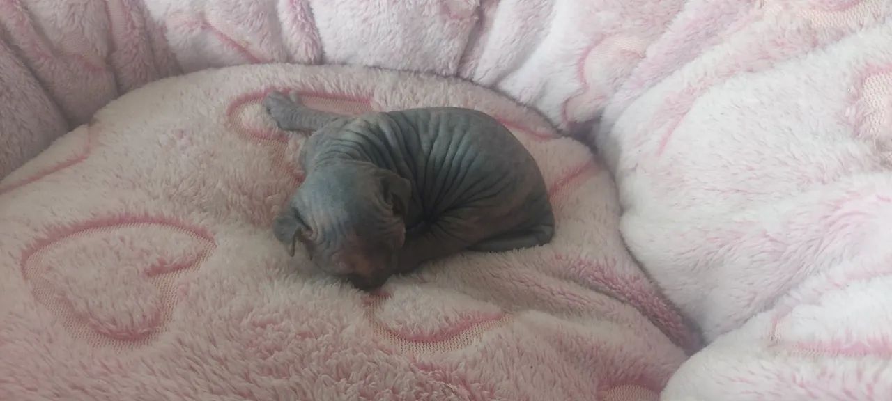  Sphynx disponíveis  - Foto 2