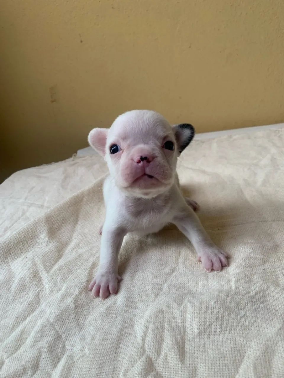 Filhote de Bulldog Francês - Foto 5