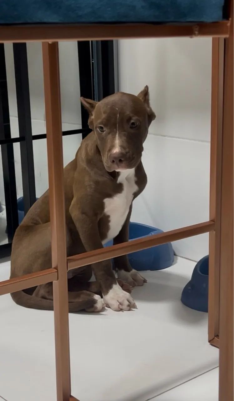 Pitmonster  - Foto 2