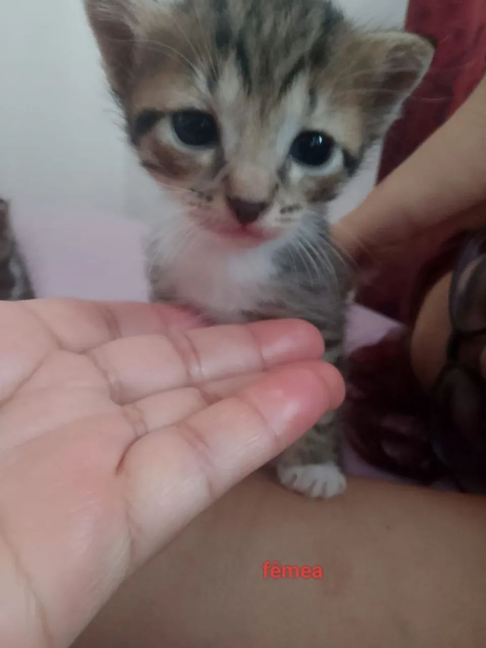 Gatinho doação  - Foto 2