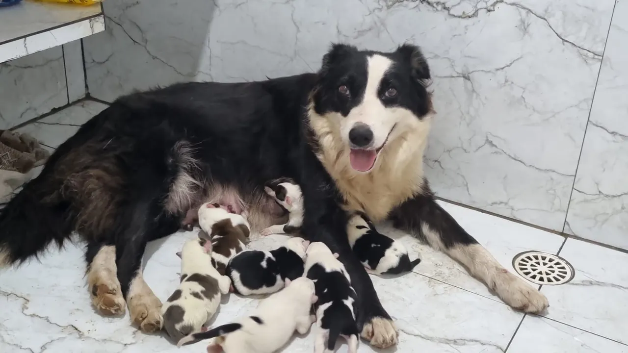 Border Collie pelo curto fêmea na promoção