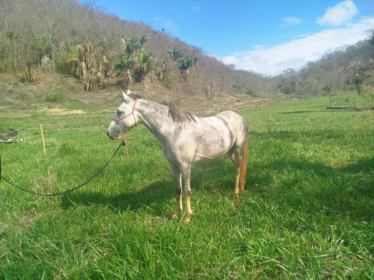 Cavalo bom barato - Foto 2