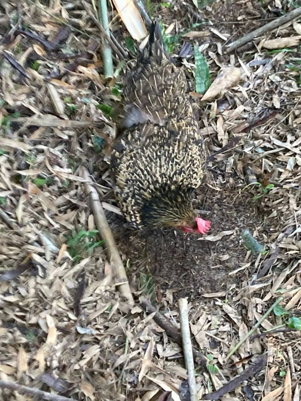 Frangos, galinhas e galos caipiras para venda - Foto 2