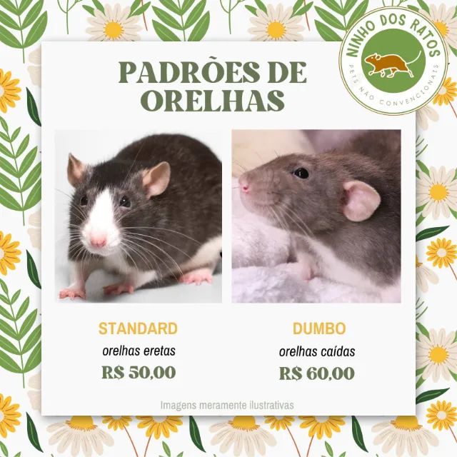 Ratos Twister - Siamês, Silvermane, Dumbo