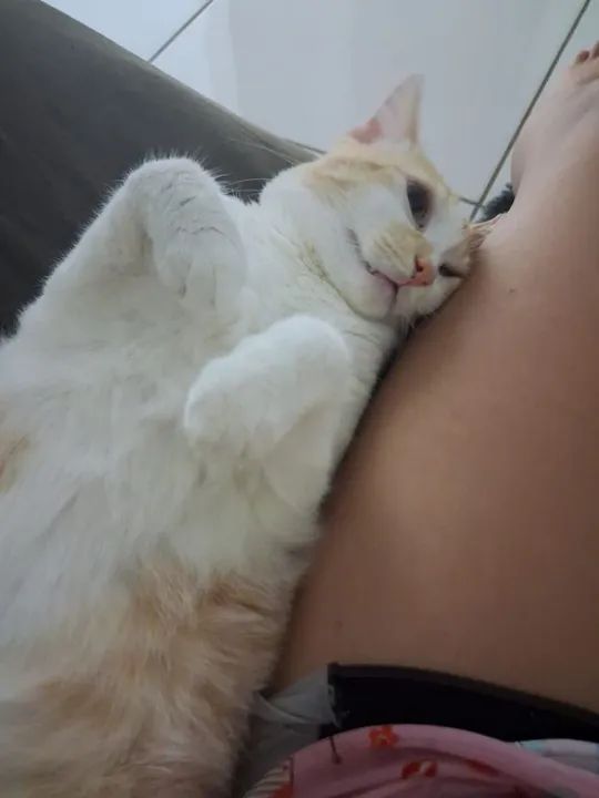 Gato Adorável para Adoção - Foto 3