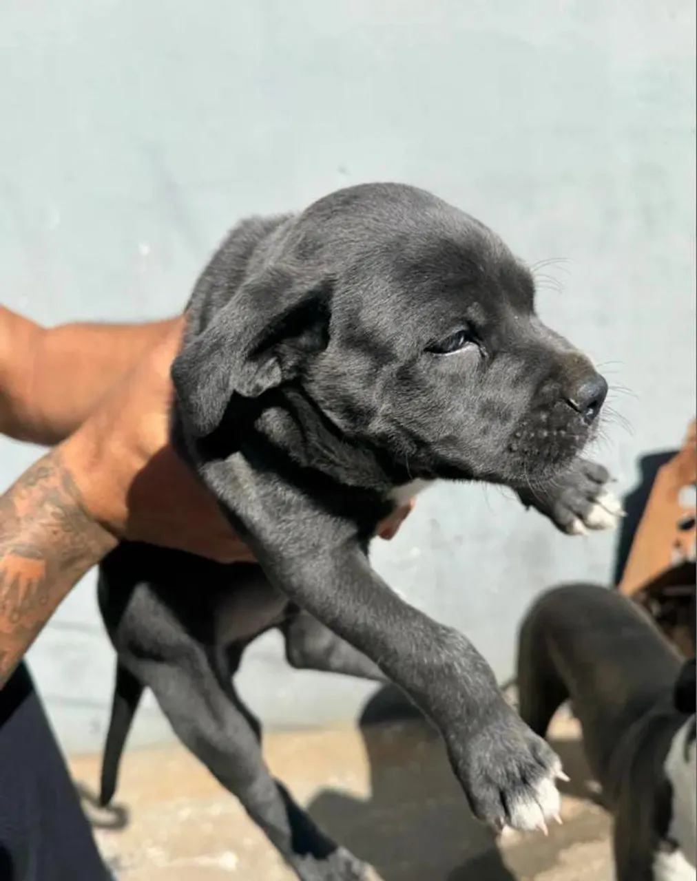 Filhote de dog alemão (porte grande)