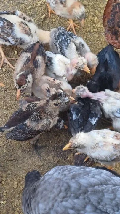 Pintos caipiras legítimo venda! - Foto 6