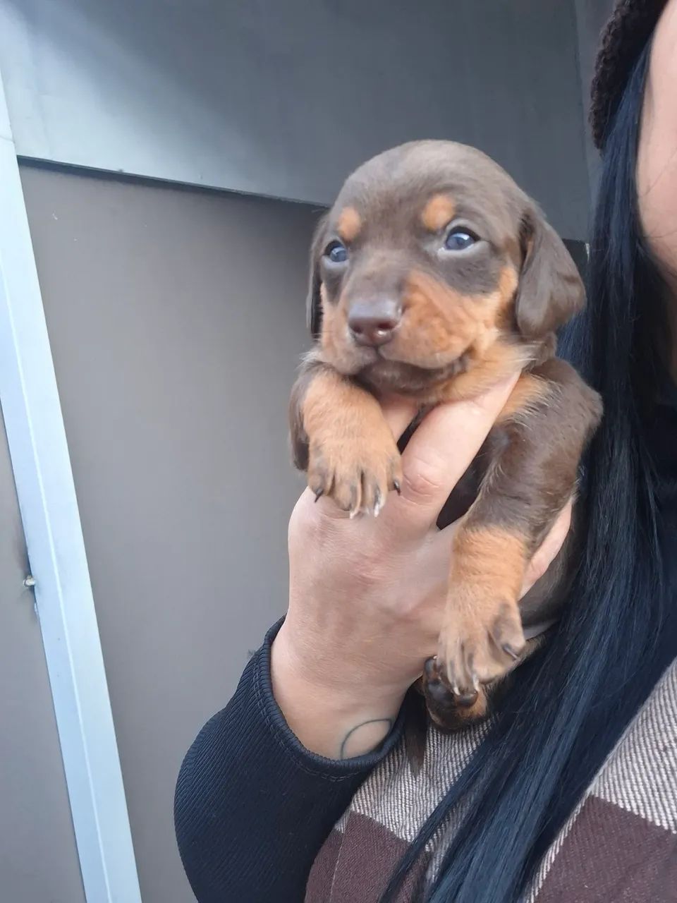 Filhote de linguicinha disponível! - Foto 4