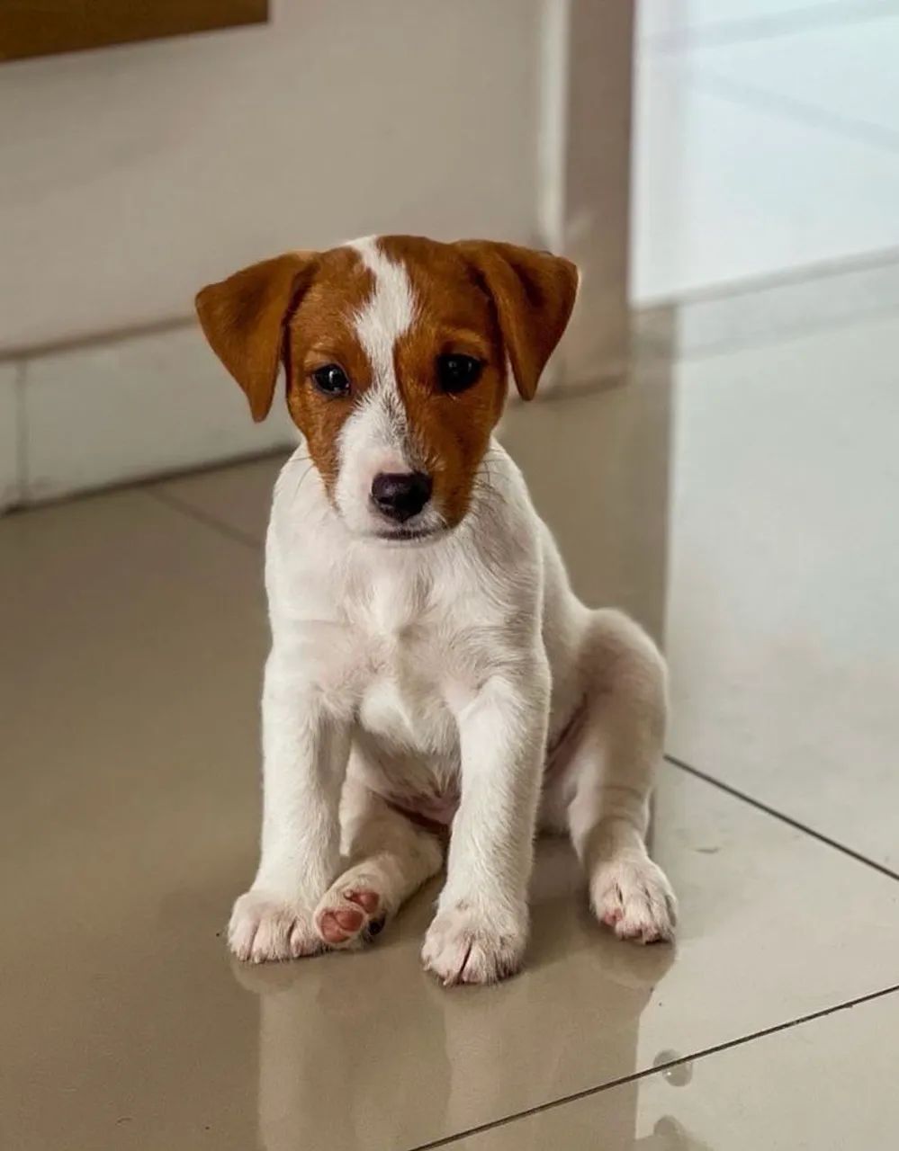 Filhote de Jack Russell Terrier - Vacinado e com Pedigree - 12x no Cartão  - Foto 3