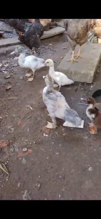 Patos de raça pura para venda