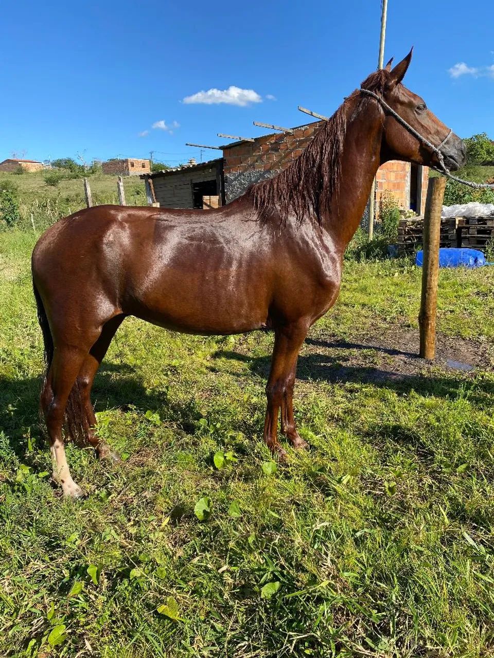 Poltro Mangalarga Marchador