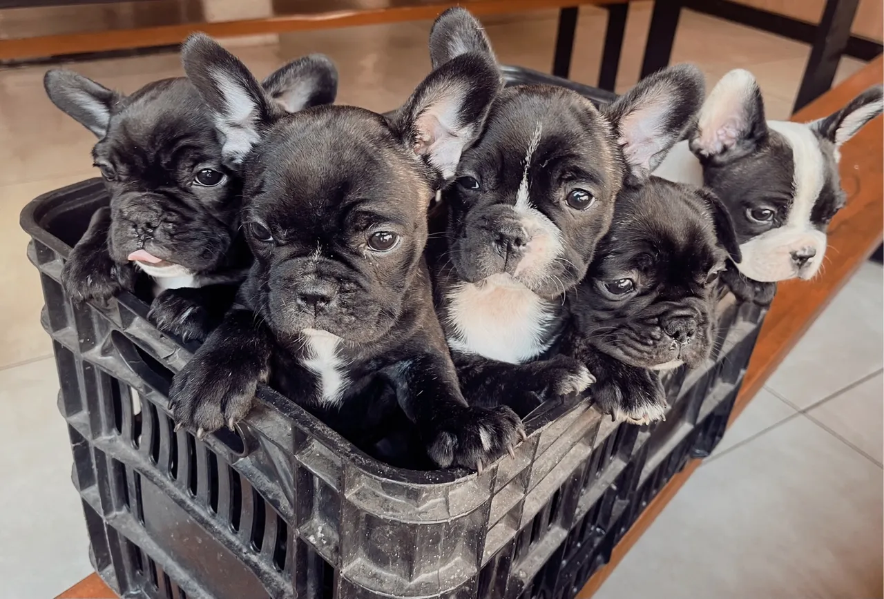 Filhotes de Bulldog Francês disponíveis