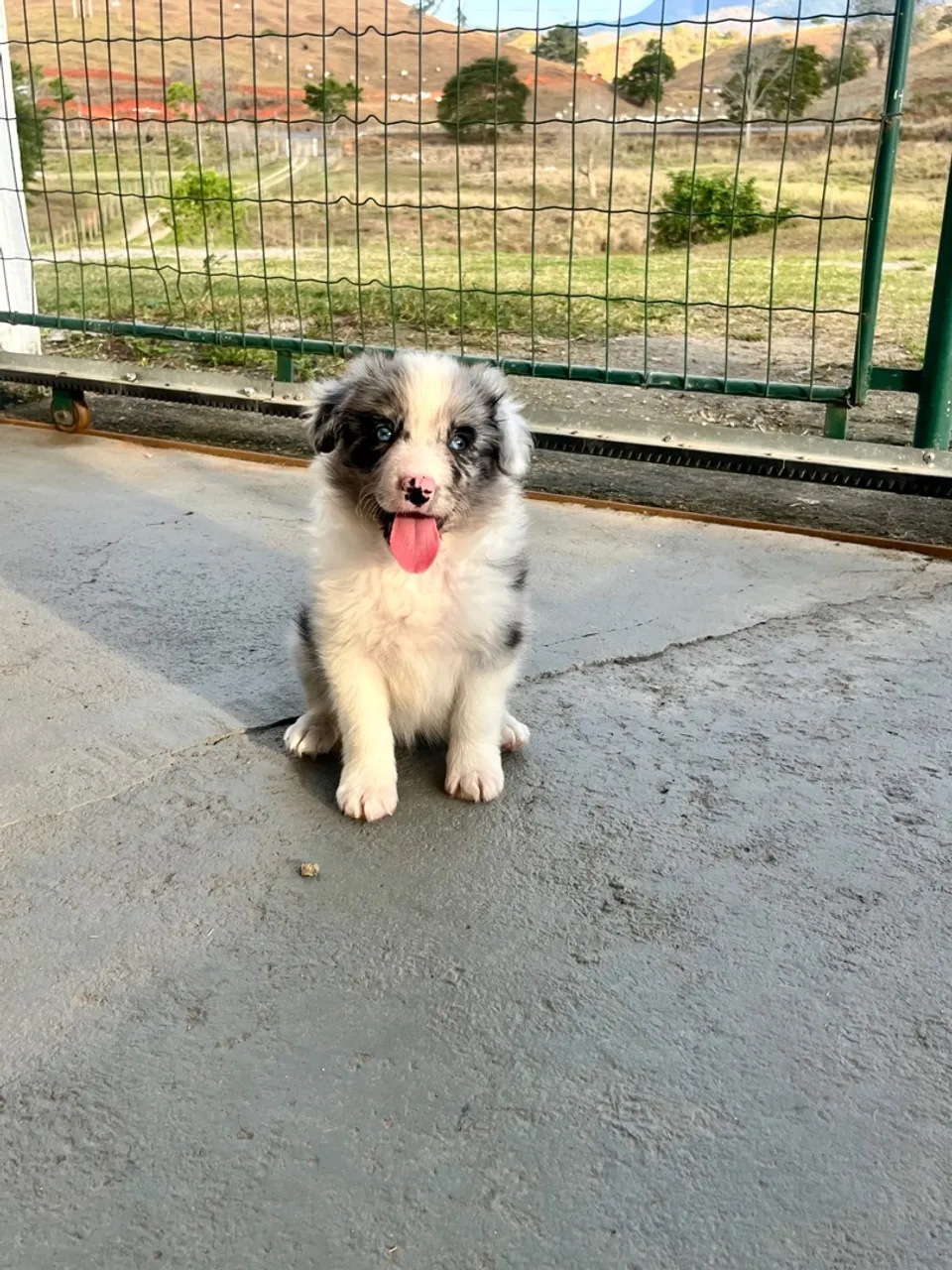 Filhote de Border Collie fêmea