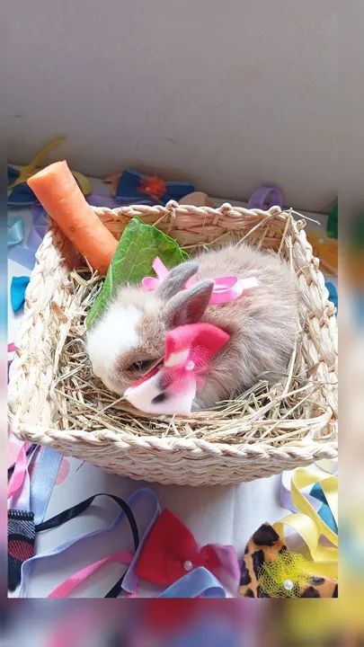 Filhotes Coelhos Raça Lionheart - Foto 6