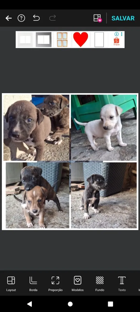 Filhotes de cães fofinhos para adoção! Tipo da raça vira lata