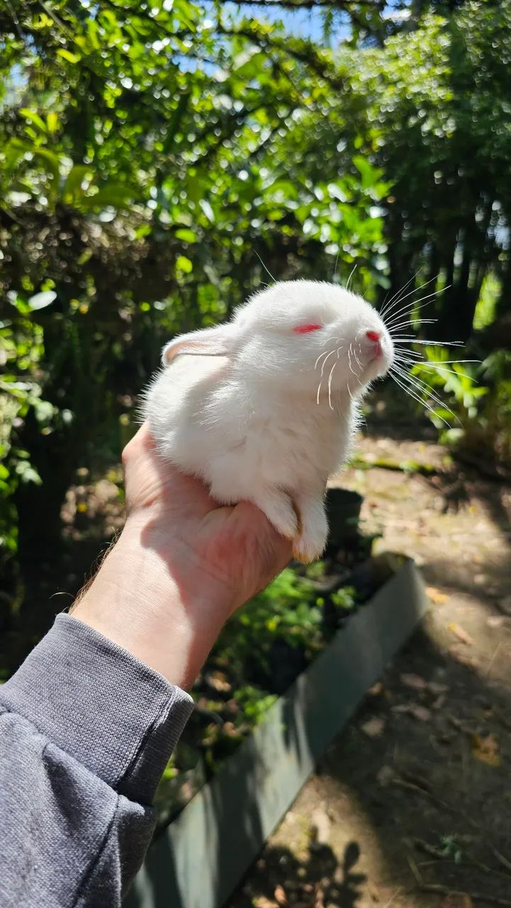 Coelhos filhotes - Foto 3