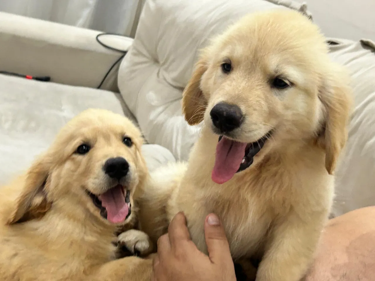 Filhotes Golden Retriever - Lindos e Alegres!