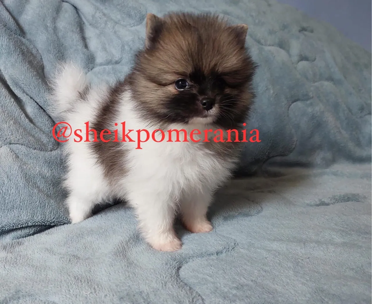 Spitz alemão ( lulu da pomerania)
