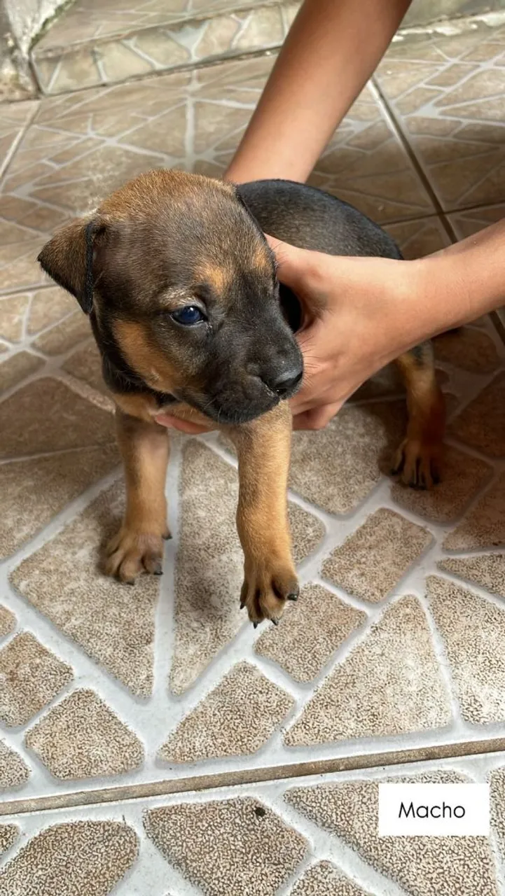 Filhote Macho - Linda pelagem e saúde!