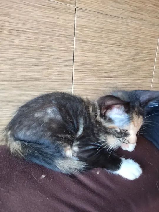 Gatinho fofo para adoção - Foto 4