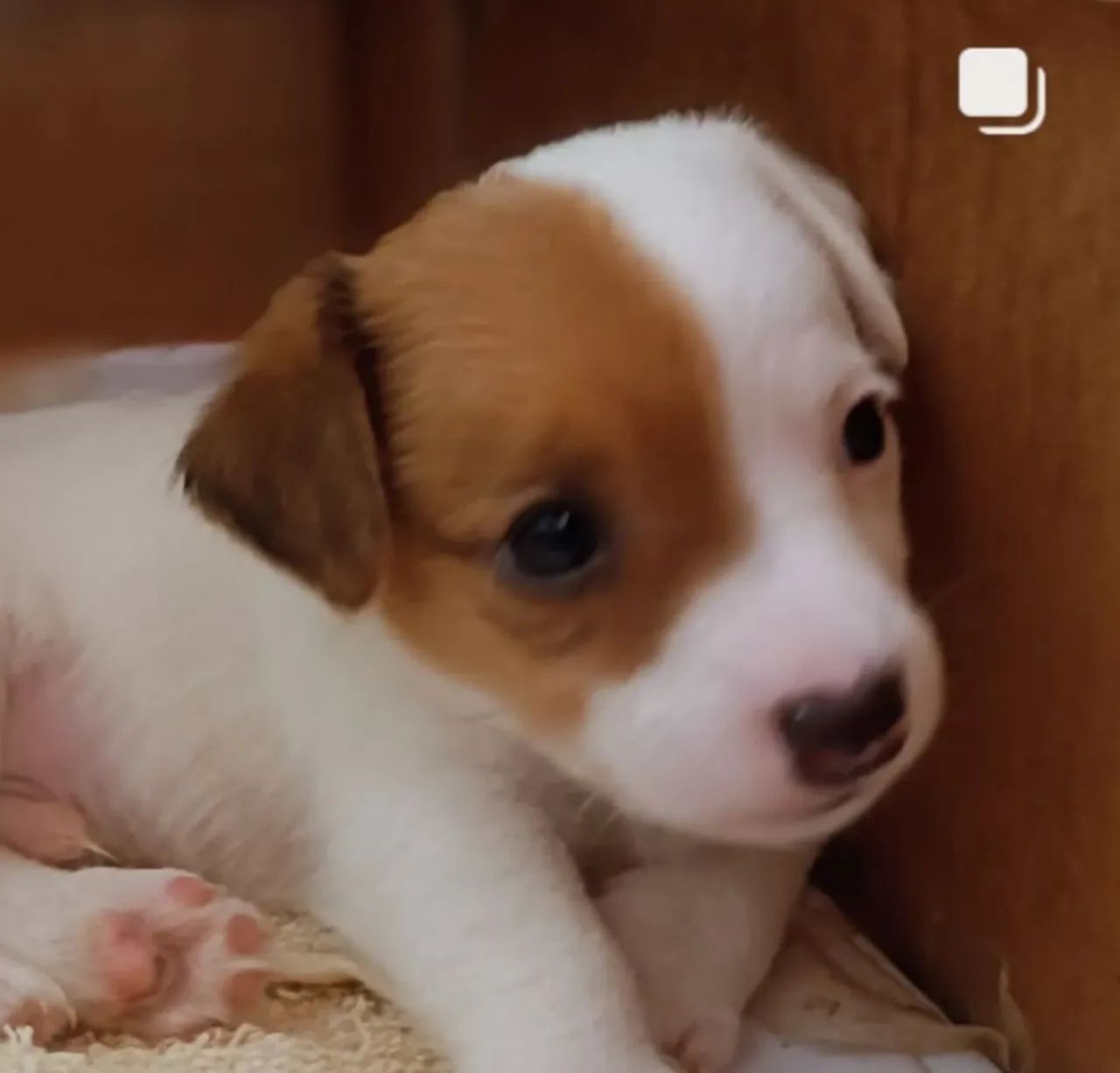 Filhotes Jack Russel Terrier - Foto 2