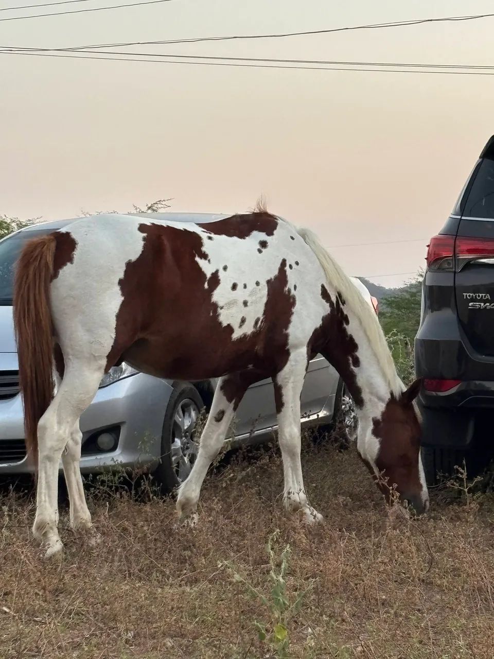 Cavalo pampo - Foto 2