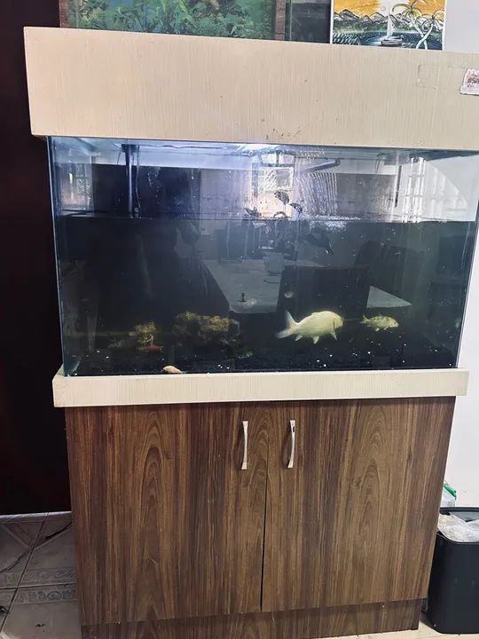 Aquário de água doce completo