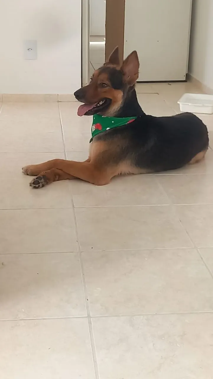 Cão Adorável para Adoção - Pastor Alemão?