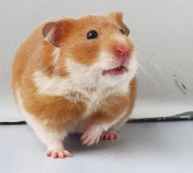 Hamster Sírio
