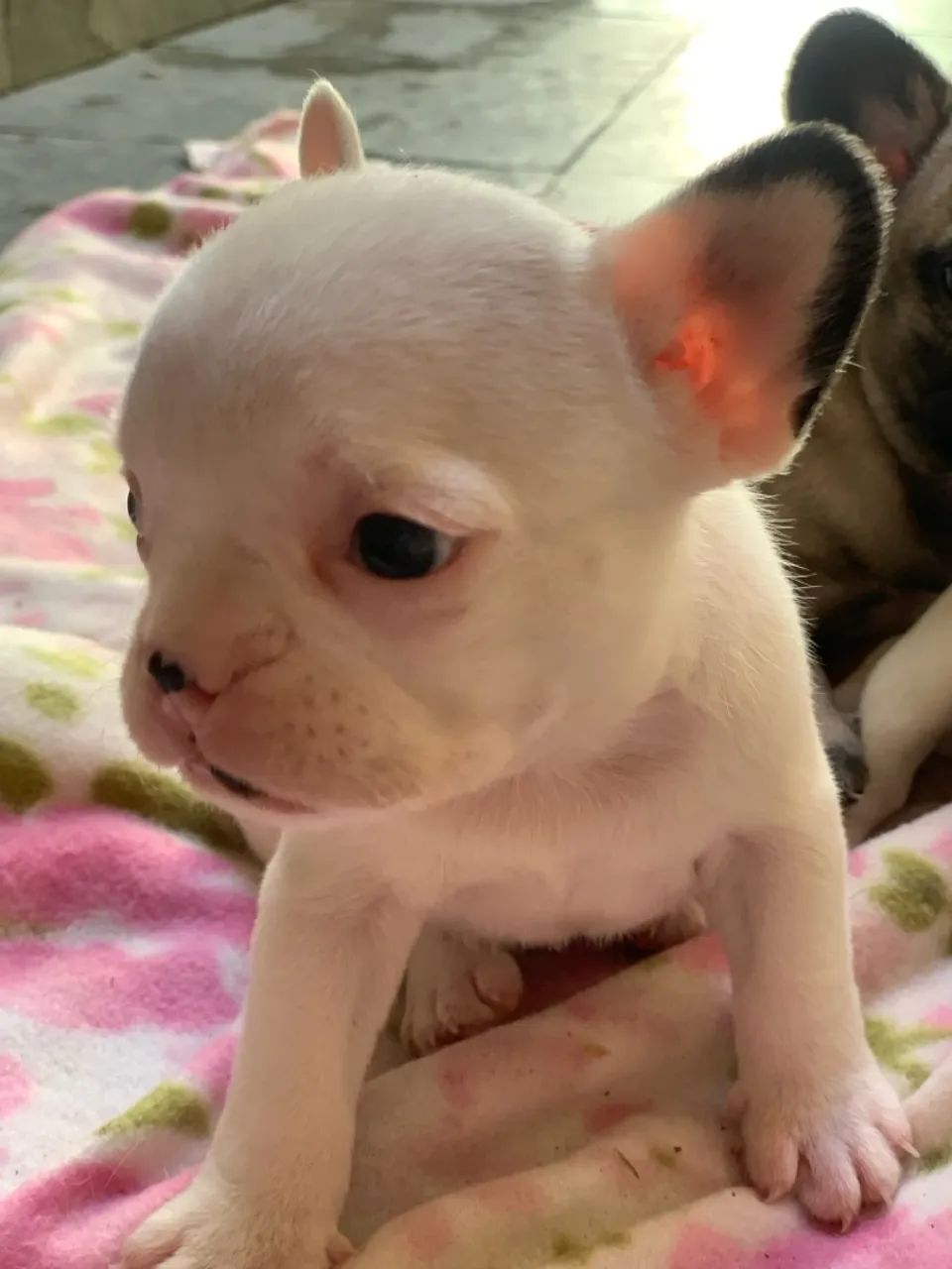 Filhote de Bulldog Francês - Foto 2