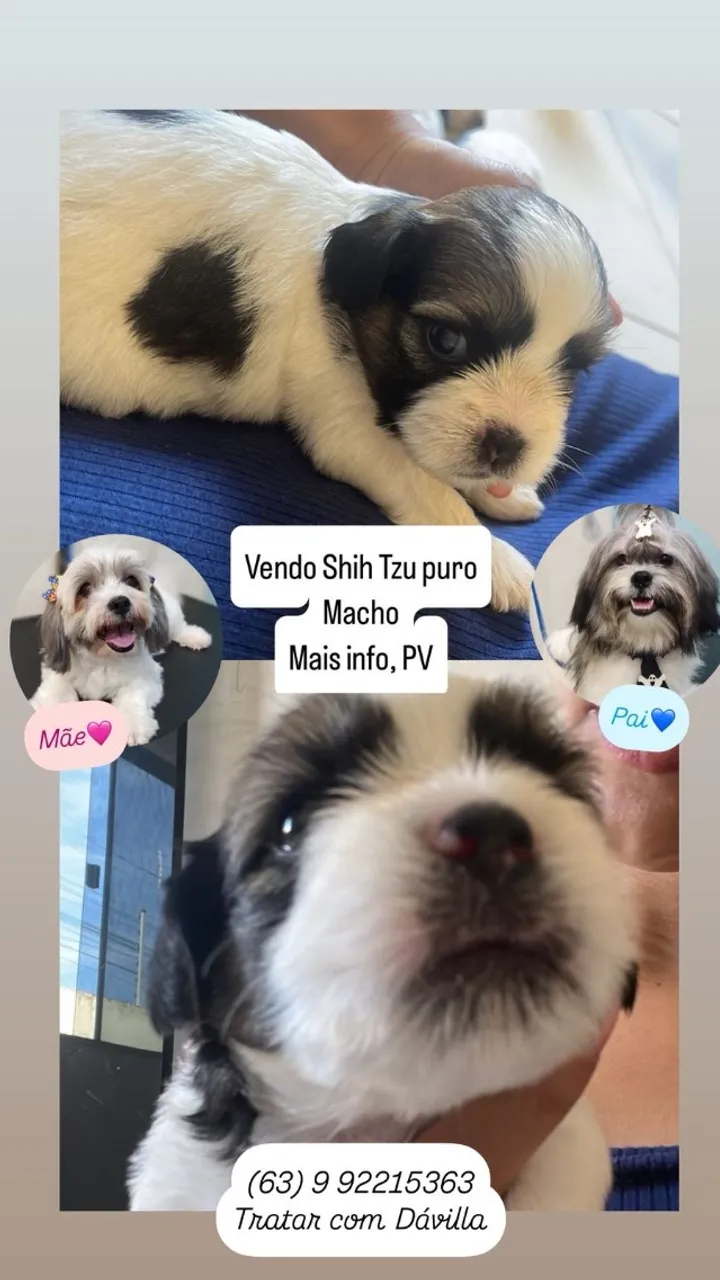 Shih Tzu filhote