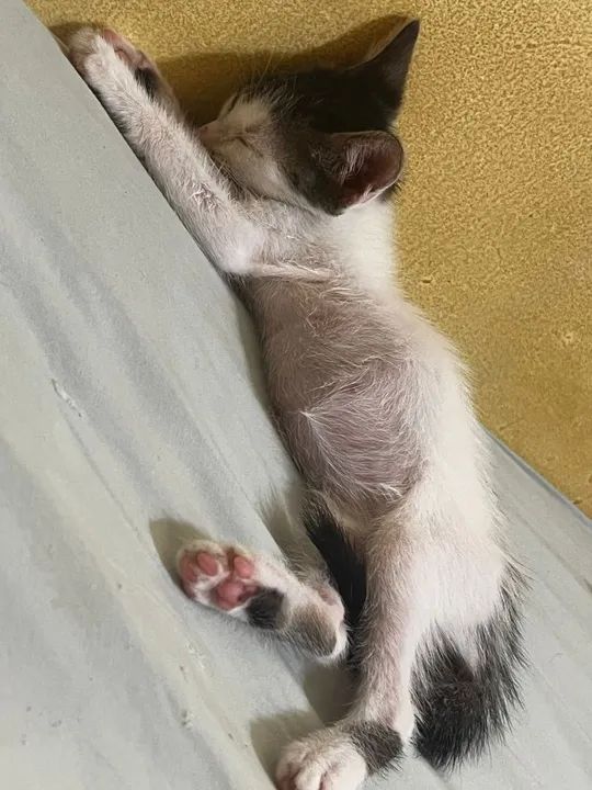 Gatinho de 2 meses para adoção responsável no Rio de Janeiro  - Foto 3