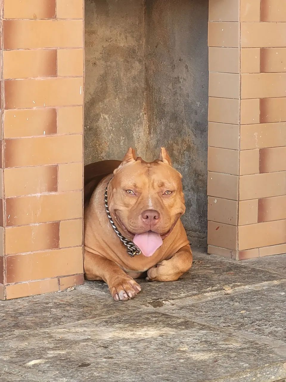 Pitbull fêmea 3 anos e 9 meses - Foto 3