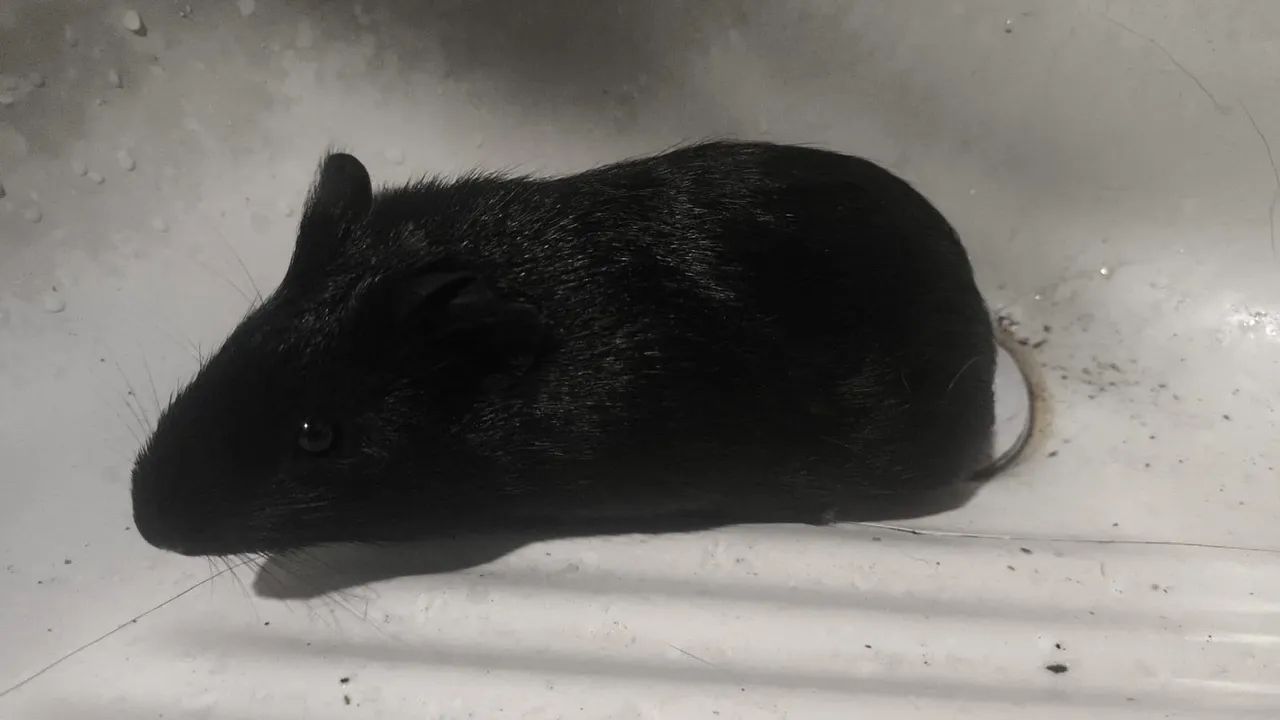 Porquinho da índia  - Foto 2