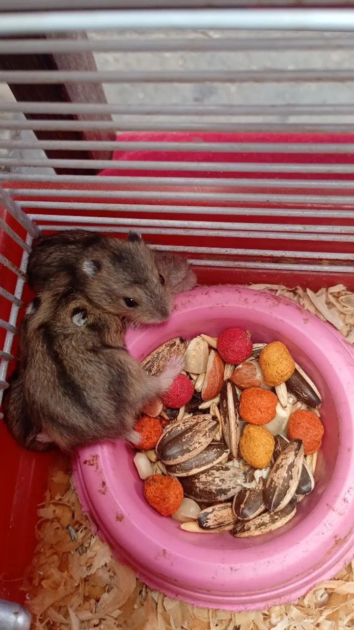 Hamister Russo Anão 64672973948546121