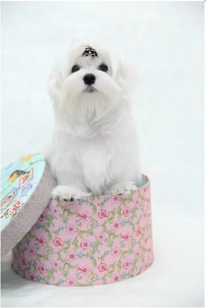 Maltês Mini White Fêmea - Beleza e Elegância no Tamanho Certo!