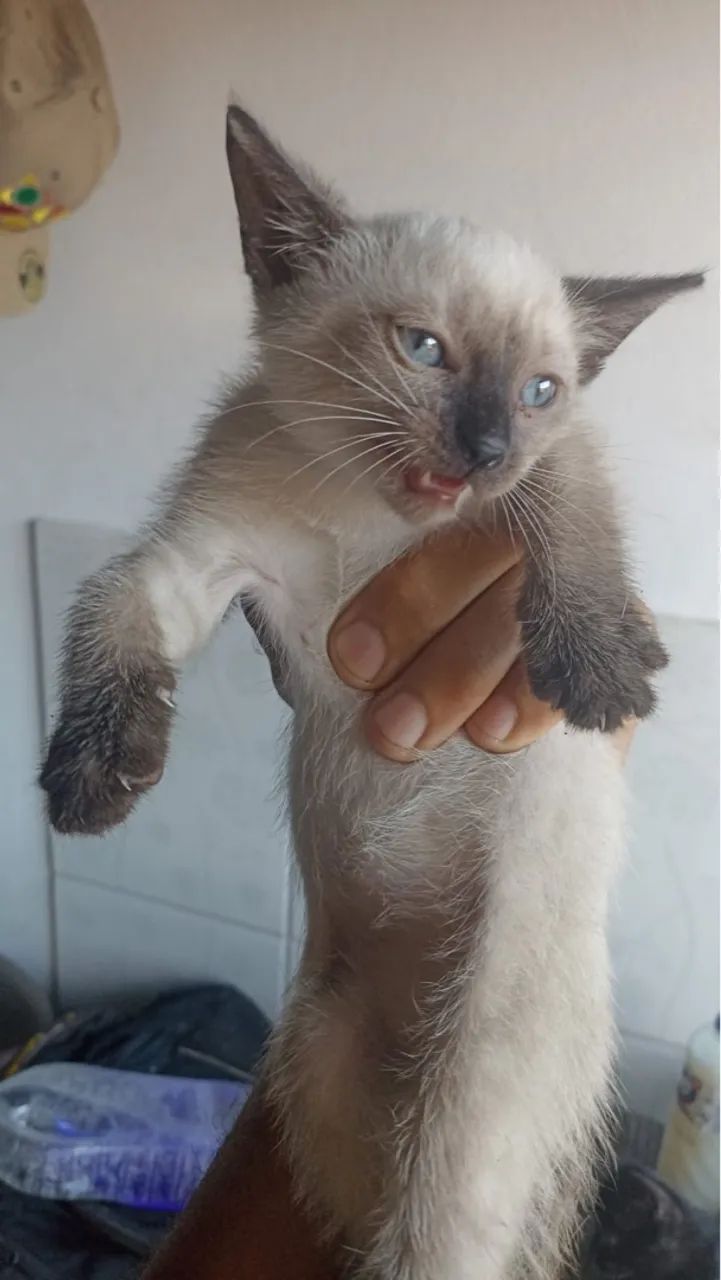 Doação de gatinhos  - Foto 2