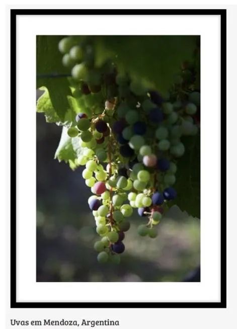 Quadro Uvas em Mendoza - Fast Frame