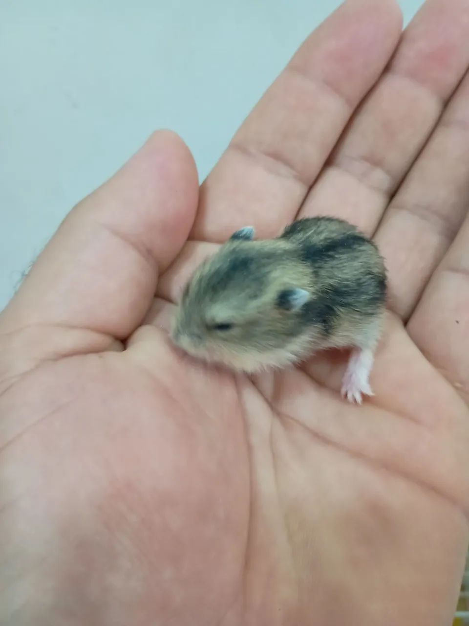 Hamster anão russo 64276694048003124