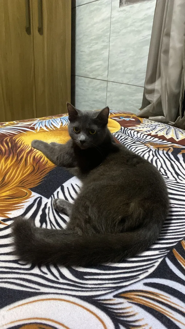 Gatinho Cinza para Adoção