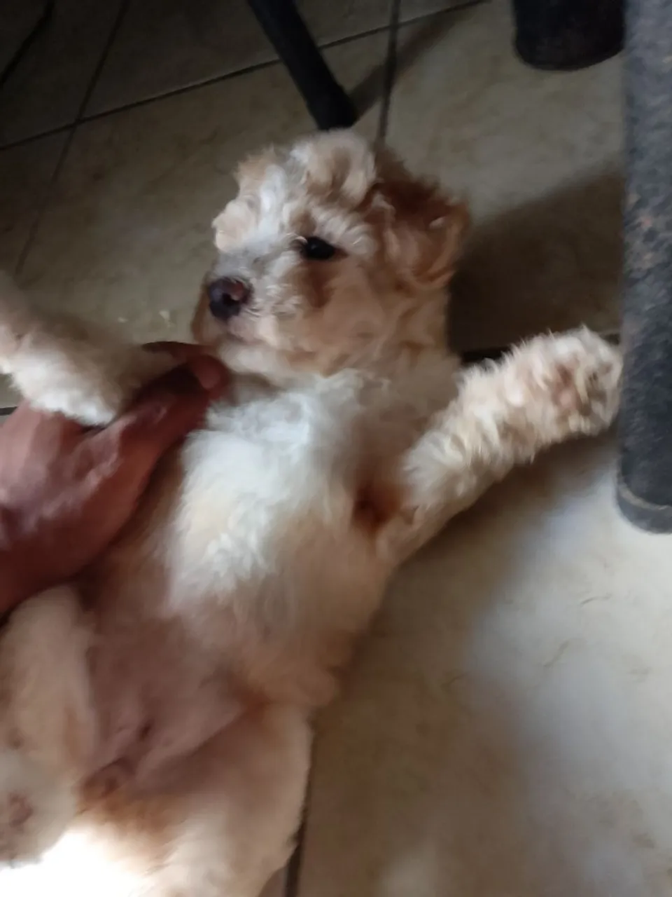 Filhote de Poodle