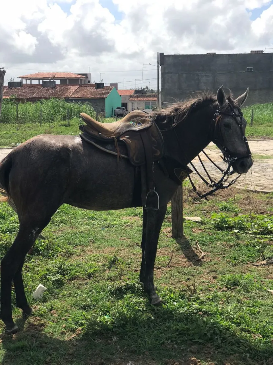 Potra mestiça de mangalarga