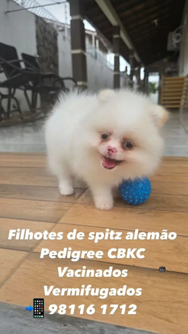 Filhotes de Spitz Alemão - Pedigree CBKC