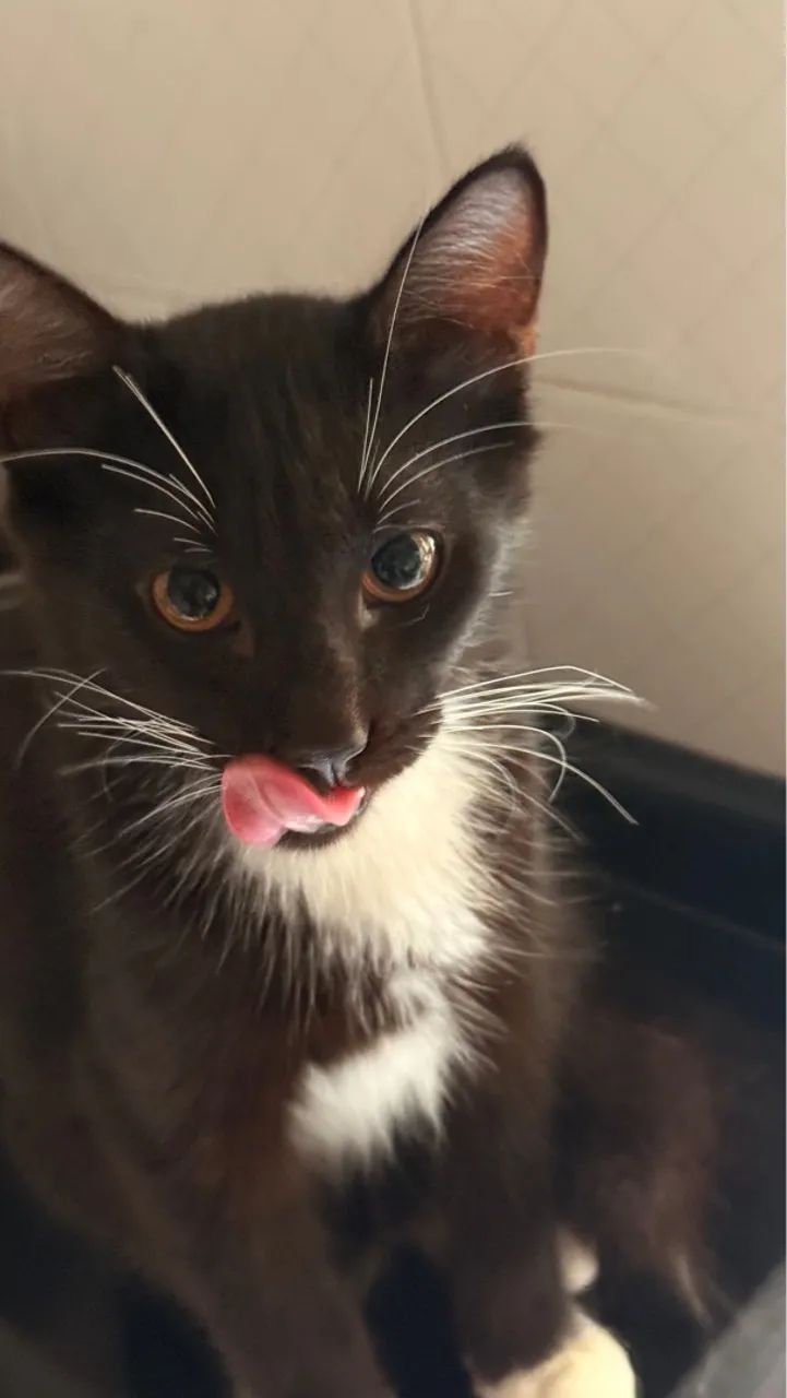 Gatinho para adoção - Foto 5