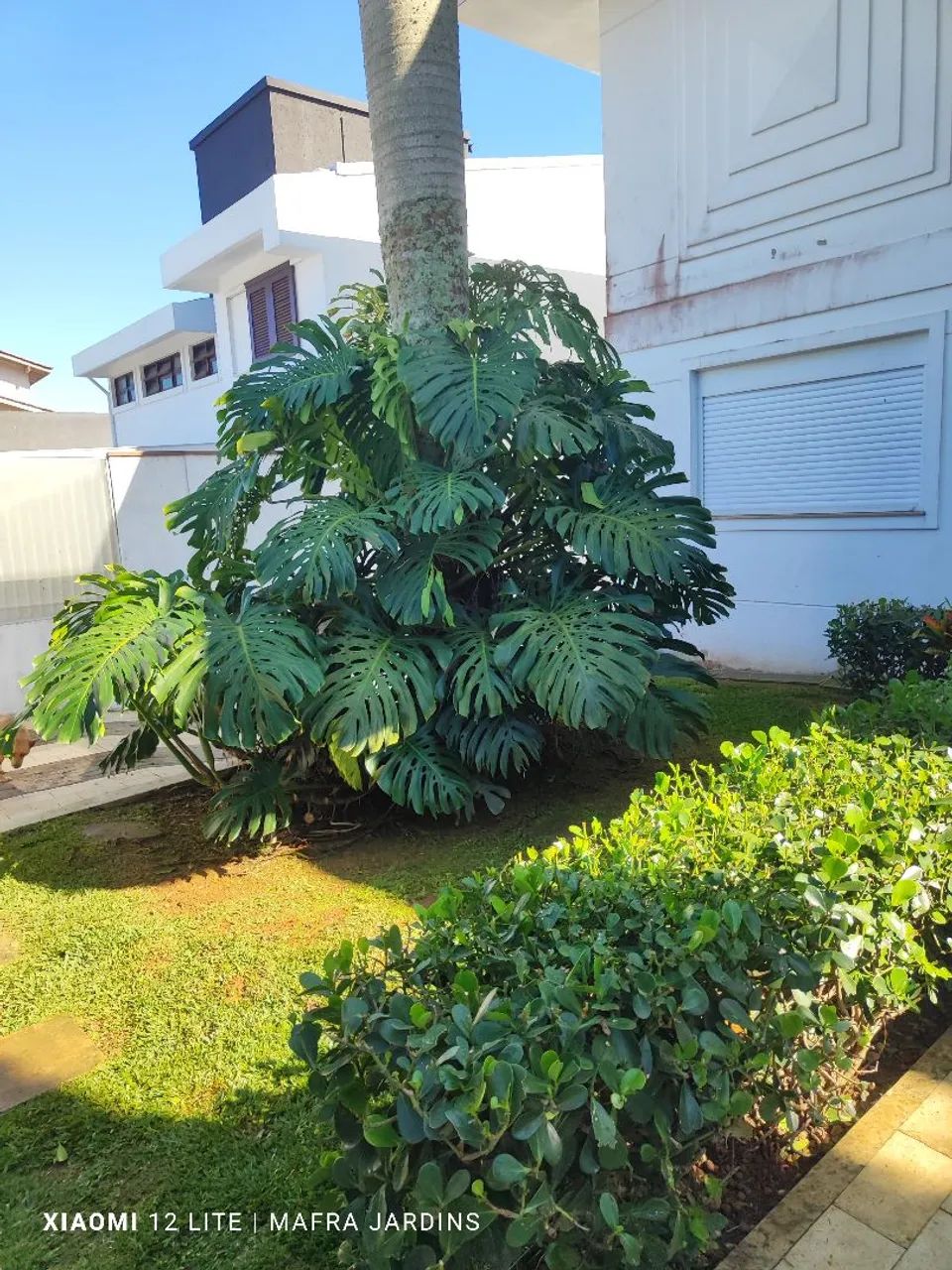 Jardinagem em geral faça seu orçamento !! - Foto 4