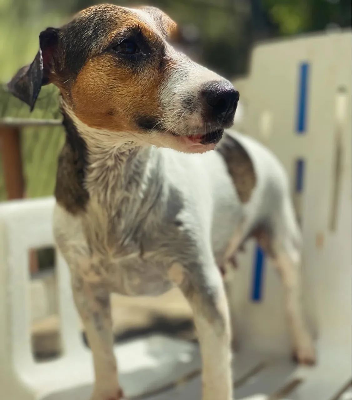 Filhote de Jack Russell Terrier - Vacinado e com Pedigree - 12x no Cartão  - Foto 4