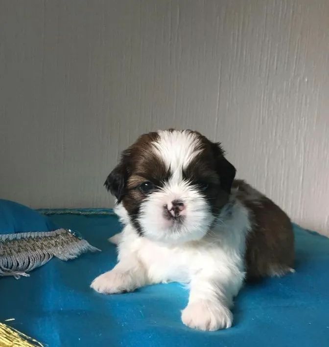 Shitzu mini excelentes filhotes  - Foto 4